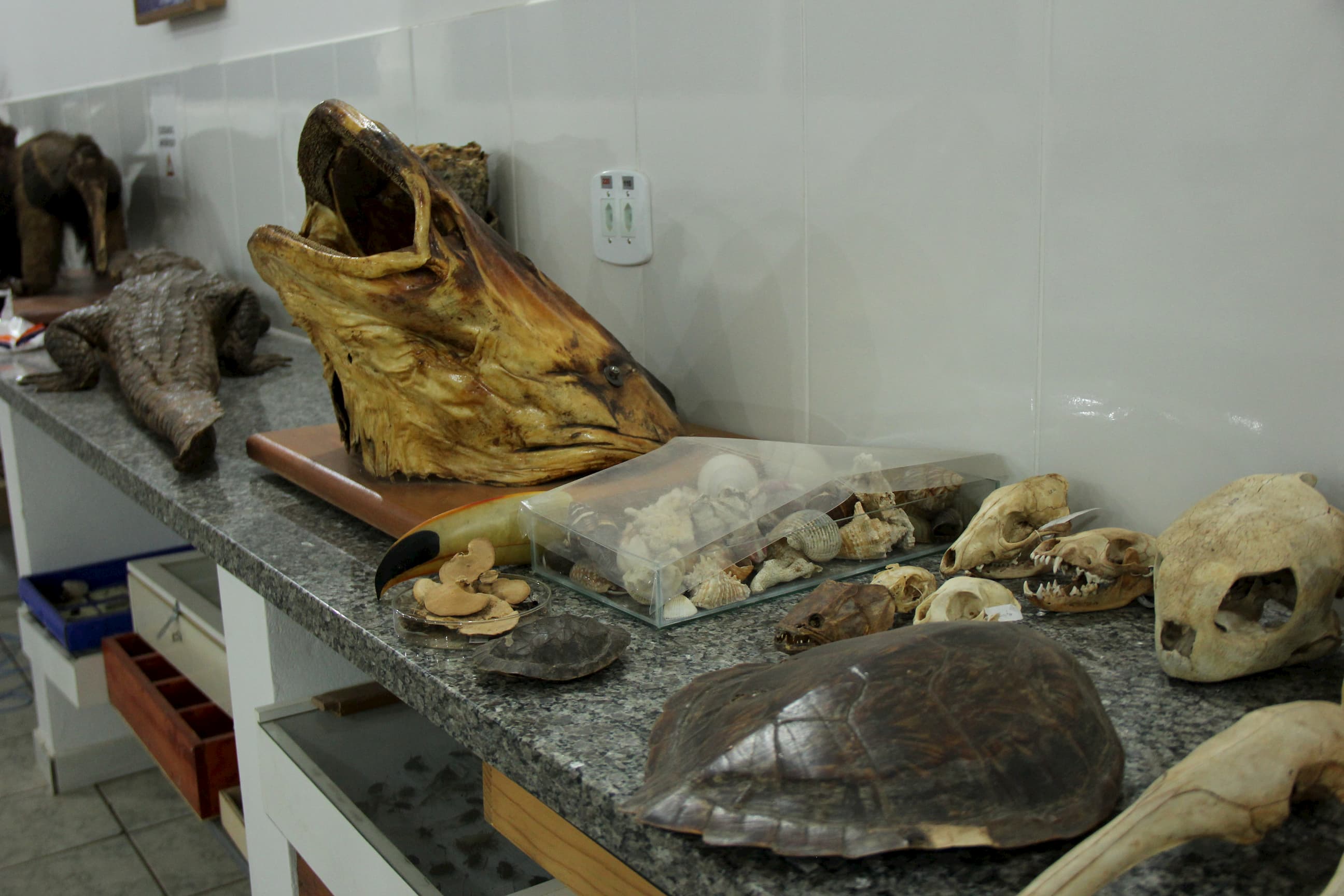 Laboratório de Zoologia do Campus II